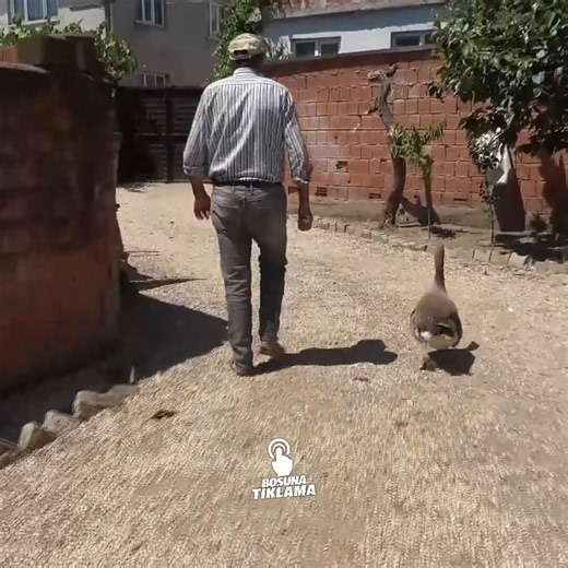 Patriot. There is no greater love than a man hath for his goose.