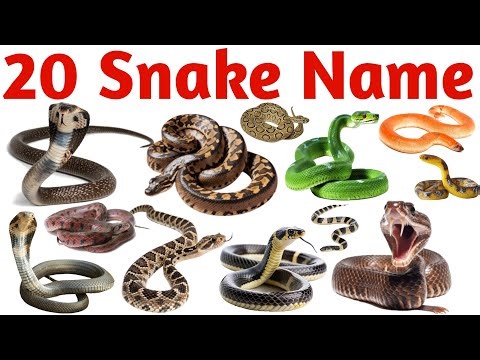 20 साँपों के नाम सीखें | Learn 20 Snake Names for Kids English Vocabulary Preschool Learning