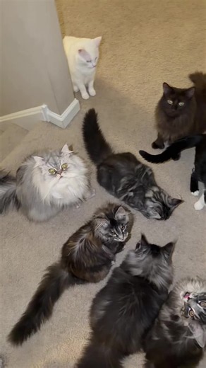 How Treats Help Train My Maine Coon (Aslan) — Cat Treat Control Tips