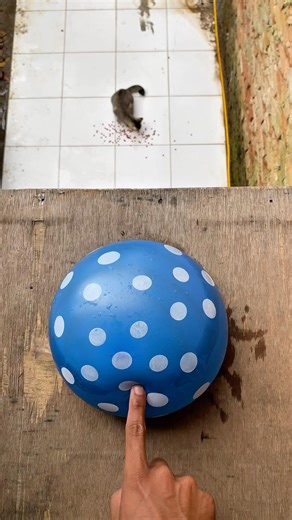 Experiment: Dropping a blue polka dot water balloon from a height, does the balloon explode?