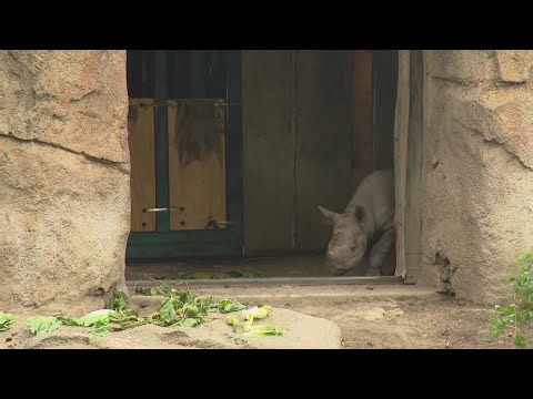 New baby rhino 'Hazina' makes cautious debut at Lincoln Park Zoo