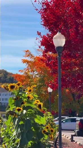 One of the prettiest fall walks near Asheville right now! 🍁😍 🎥 Filmed October 26, 2026 If