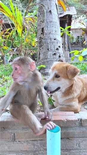 Cute Monkey playing So happy together ##icy #animals #bea3 #cute