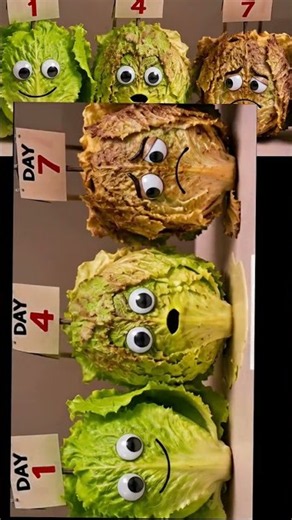 KATIE ZACHARIA vs LETTUCE WHO LASTS LONGER