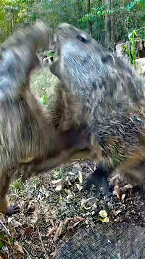 I’ve NEVER Seen Anything Like This on My Camera… 😳