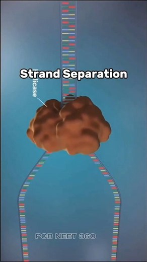 DNA Replication in 3D 🧬#DNAReplication #NEETBiology #BiologyShorts #MolecularBiology #Genetics #neet