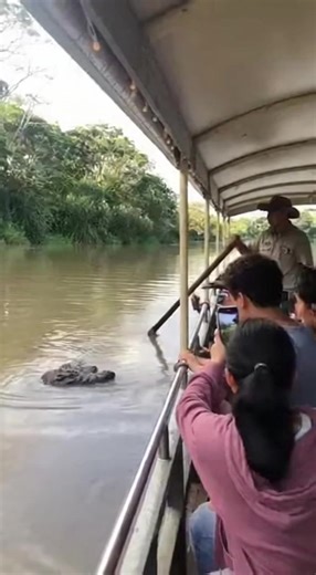 Crocodile Launches Toward Tour Boat, Tourists Freeze in Shock Northern Australia — A routine river safari turned into a heart-stopping moment when a massive crocodile suddenly surged out of the water and lunged toward a tour boat packed with passengers. The dramatic scene, captured from just feet away, shows the reptile exploding upward as guides and tourists instinctively pull back from the railing. Witnesses say the boat was moving slowly along the riverbank when the crocodile, partially hidde