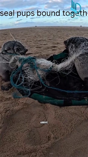 Two Seal Pups Were Stuck Together. Watch What Happened Next 🦭 #Shorts #Rescue