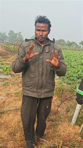 DRIP IRRIGATION SYSTEM IN AGRICULTURE II BUNDA JALASECHAN KEMITI KORIBE II #Shorts #dripirrigation