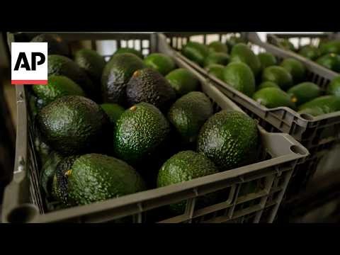 Mexico avocado exports to the US have once again been stopped