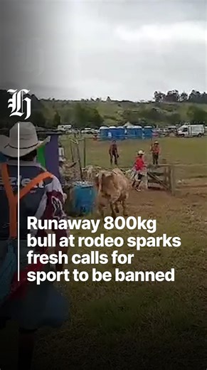 An animal welfare group says the escape of an 800kg bull at a Kaitāia rodeo highlights the urgent need for the sport to be banned. A bull named Thunder broke through a fence at the Far North rodeo in Kaitāia on January 2. He was promptly returned, with no injuries reported, but Save Animals from Exploitation (Safe) said the incident is an example of why the sport should be banned. The New Zealand Rodeo Cowboys Association (NZRCA) says it does not agree with the call because it is compliant with 