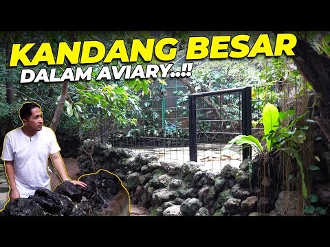 BIKIN KANDANG GEDE DALAM AVIARY...?! BUAT SIAPA YAA..??