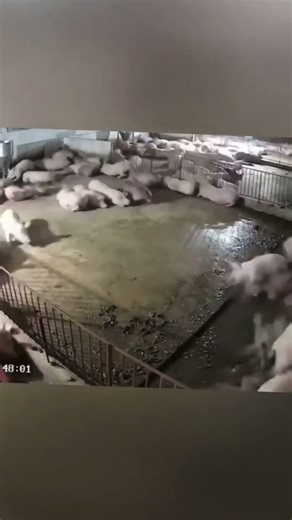 Nature’s Fury Terrifying Moments Trees Exploded from Massive Lightning Strikes! ⚡️🌲💥