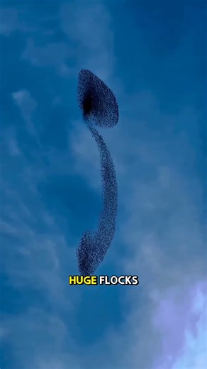 The Secret Dance of Starlings — Murmuration