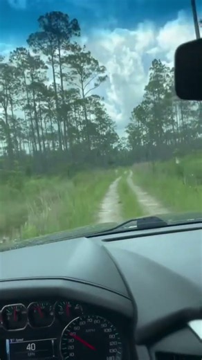 Exploring Ocala National Forest, Florida | Hidden Roads & Wilderness Adventures