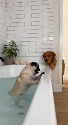 Pug was in fear. | Grace Farm Senior Pug Sanctuary