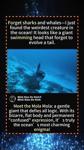 I Found A GIANT "Alien" Fish Deep Underwater! 😱🐟 #MolaMola #OceanCreatures