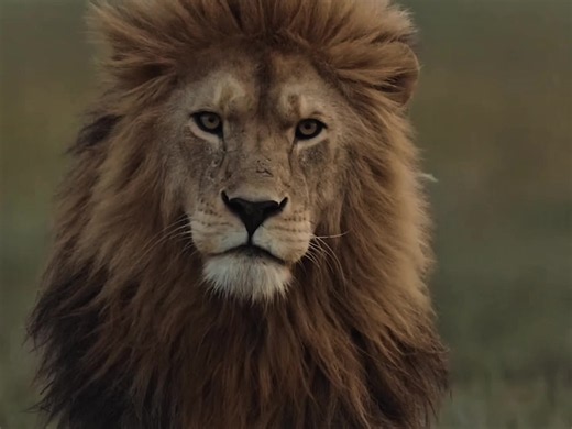 Lion Comeback: A 'Beauty and the Beast' Moment 🥷🏻
