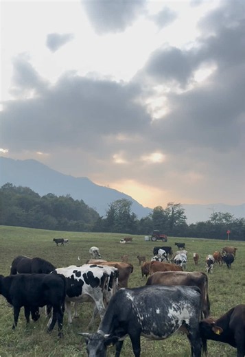 Switzerland Dolomites hiking with cows – scenic alpine trail tips