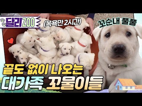 [🐕#달리ZOO] Ctrl+C, Ctrl+V 무한 반복 중인 19마리 꼬물이들🐶 #TV동물농장 #달리 #DALI