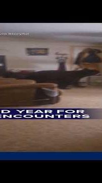Record year for bear encounters