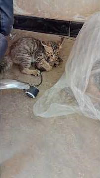 Cat quickly hunting a rat||#shortvideo #cat #rat@Azmat-563