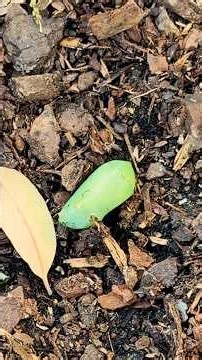 Woman Revives Mysterious Green “Lump” In Her Garden | The Dodo