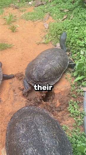 Dont Pick up Sea Turtles 🤯🤯