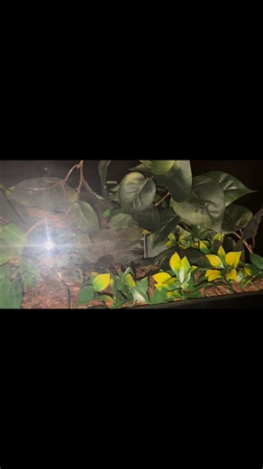 Fire Leopard Clown male ball python enclosure 4x2x1 #animalplastics | Samuel Tyler