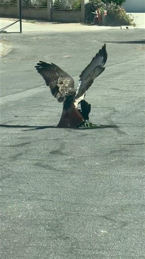 Red-Tailed Hawk Pins Crow to Asphalt as Other Crows Dive Bomb to Save It