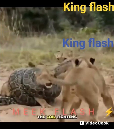 king flash anaconda python #flash #Meek flash..