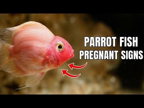How to tell if my parrot fish is pregnant | parrot fish pregnant .