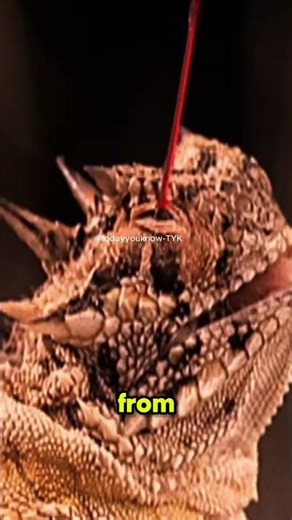 This Lizard Shoots Blood From Its Eyes #LizardFacts #AnimalFacts #DidYouKnow #WildlifeFacts