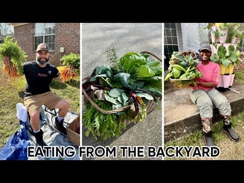 WE STARTED ARGUING ABOUT RELOCATING OUR GREENHOUSE | SUCCESSFUL HARVEST IN THE GARDEN