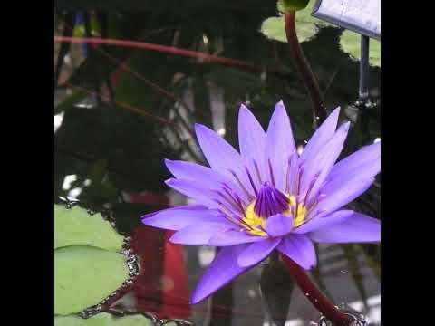 Minecraft test (Java Edition 1.21.11)