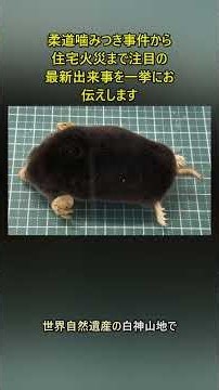 柔道噛みつき事件から住宅火災まで注目の最新出来事を一挙にお伝えします #速報 #ニュース