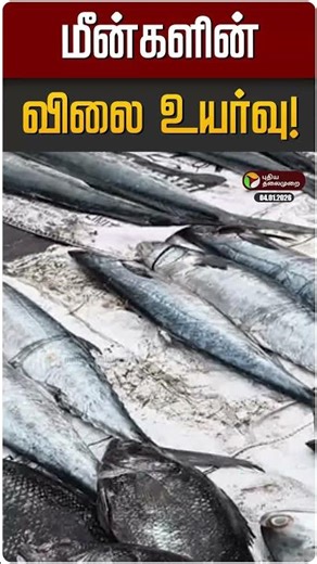 மீன்களின் விலை உயர்வு! | Fish | Fish Rate