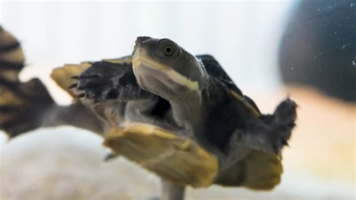 A top conservation organisation in Australia, Aussie Ark, has achieved a significant milestone in their efforts to save three endangered species of freshwater turtles from extinction. | Sky News Australia
