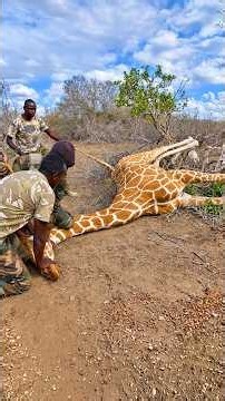 They had to shoot her to save her 🙏🦒