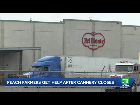 California peach growers struggle after Del Monte cannery closure