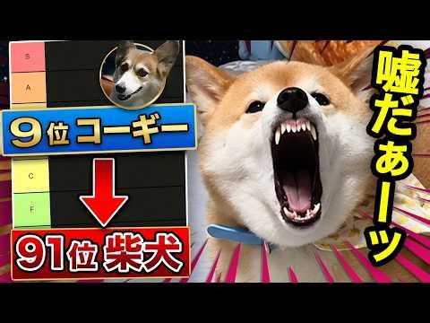 【柴犬の逆襲】賢い犬種ランキングに異議を唱える柴犬