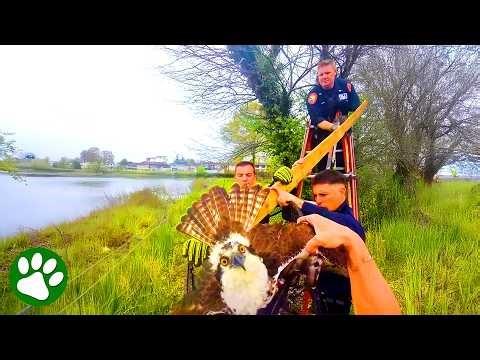 Tangled Osprey Realizes They're Only Trying to Help 🦅