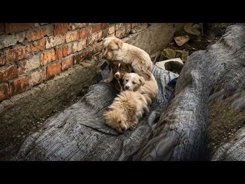 7 Puppies Cried for Their Mother… What Happened Next Will Break Your Heart Forever