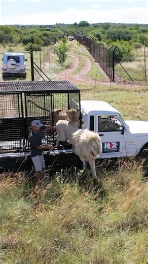 Letting LIONS Out to Play! #cat #wildlife #lion