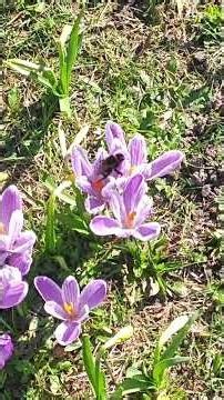 This Bumblebee Worked Too Hard /// Шмель слишком устал