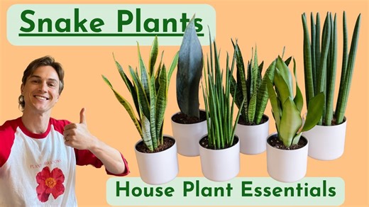 Snake plants - complete care - houseplant basics - low maintenance