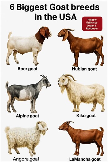 🐐 The 6 Largest Goat Breeds in the USA 1. Boer Goat - Origin: South Africa, but widely bred in the USA. - Size: Bucks can weigh up to 300 lbs, does around 200 lbs. - Known for: Meat production, rapid growth, and muscular build. - Distinctive look: White body with a reddish-brown head. 2. Kiko Goat - Origin: New Zealand, now popular in the USA. - Size: Bucks average 200–300 lbs. - Known for: Hardiness, parasite resistance, and low-maintenance meat production. - Appearance: Large frame, often whi