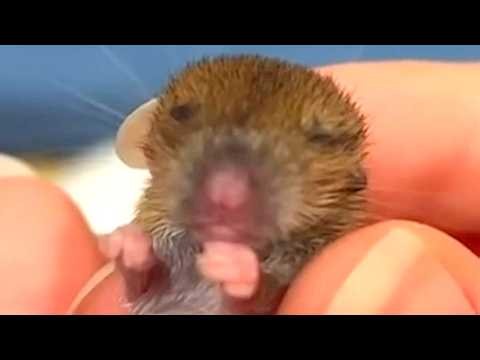 Couple rescues mouse from forest