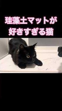 珪藻土マットが好きすぎる猫【双子保護猫】