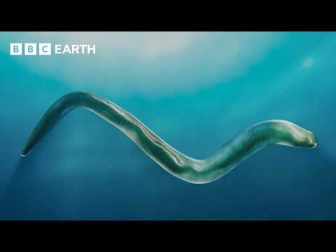 The ‘New Animal’ That Changed Everything | Evolution | BBC Earth Science
